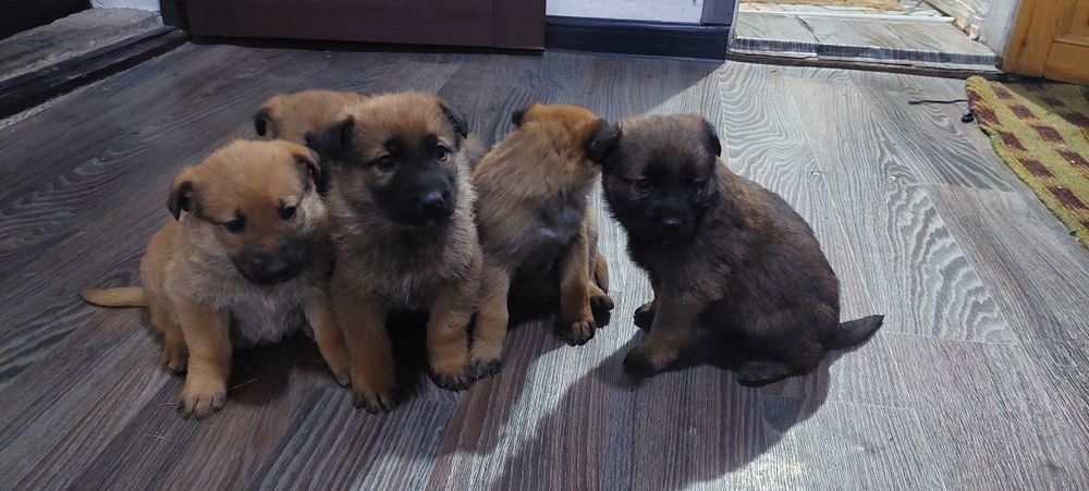 Отдам щенят овчарки и кавказца
