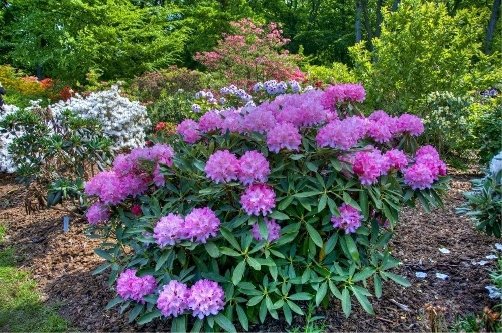 Vand rhododendron , azalee, bujori de munte