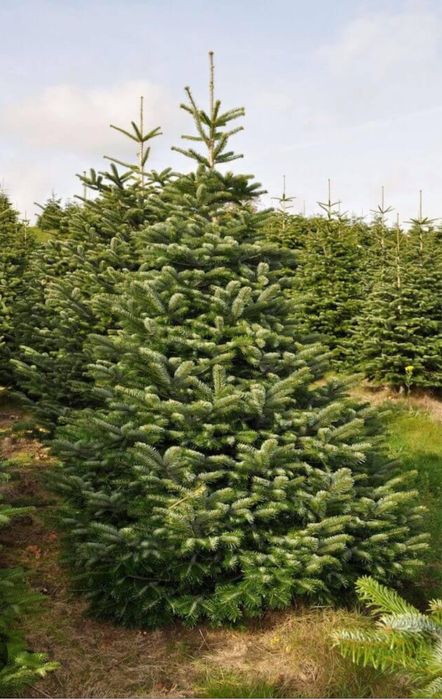 Vand brazi-normandian-argintiu-picea punges diferite specii