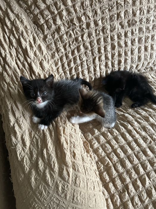 Отдам черную кошечку