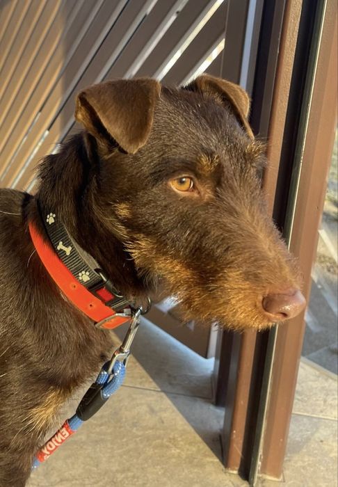 Jagd Terrier, Maro, JagdTerrier, caine de vanatoare