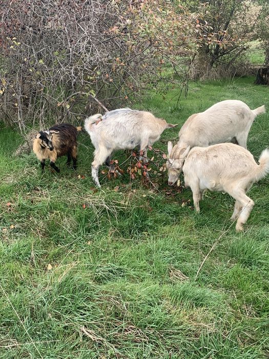 Vand capra cu 2 iede mari