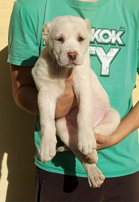 Кавказки вълкодав