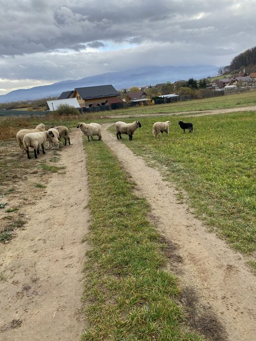 Vand 7 oi si un berbec