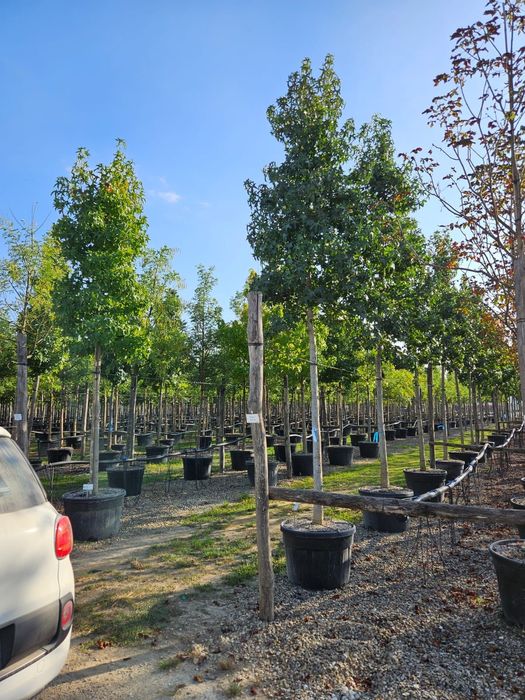 Copacii foiosi toate dimensiunile  tei platan mesteacăn frasin catalpa