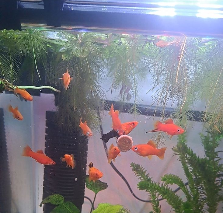 Creveti neocaridina , melci și pesti acvariu