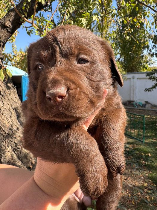 Продажа щенков лабрадора