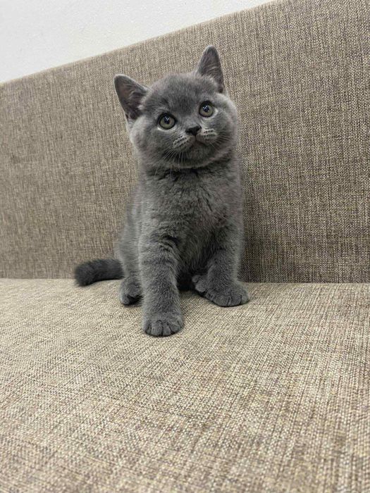 British blue mascul