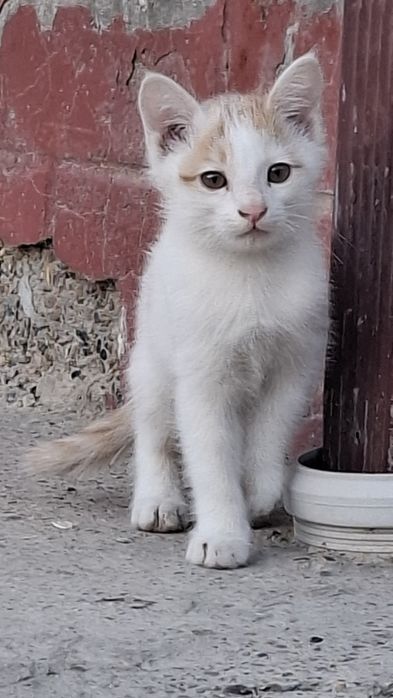 Отдаём котят в добрые руки