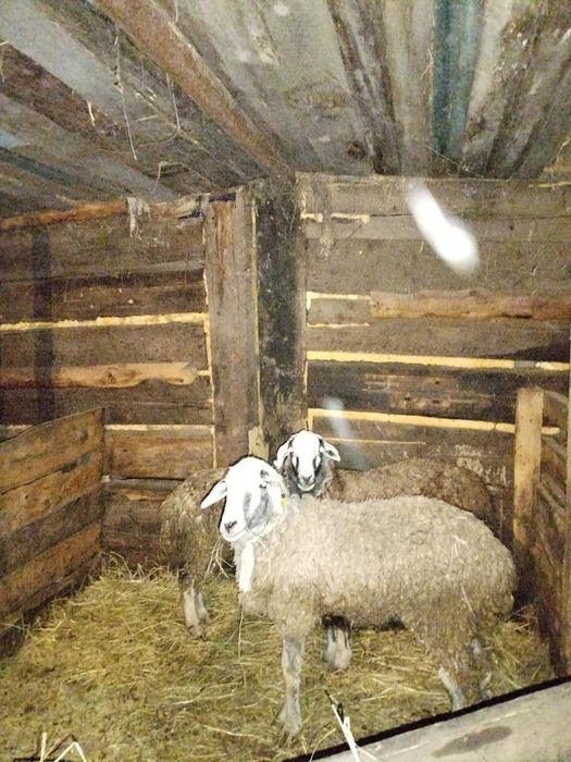 Продам баран на развод