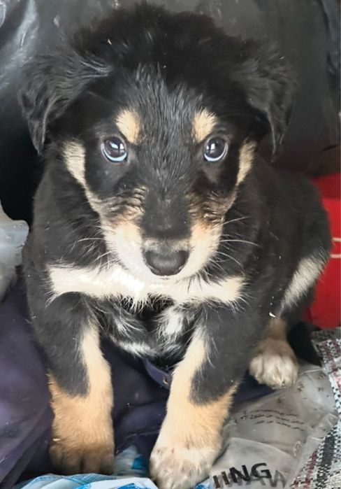 Щенята ищут дом