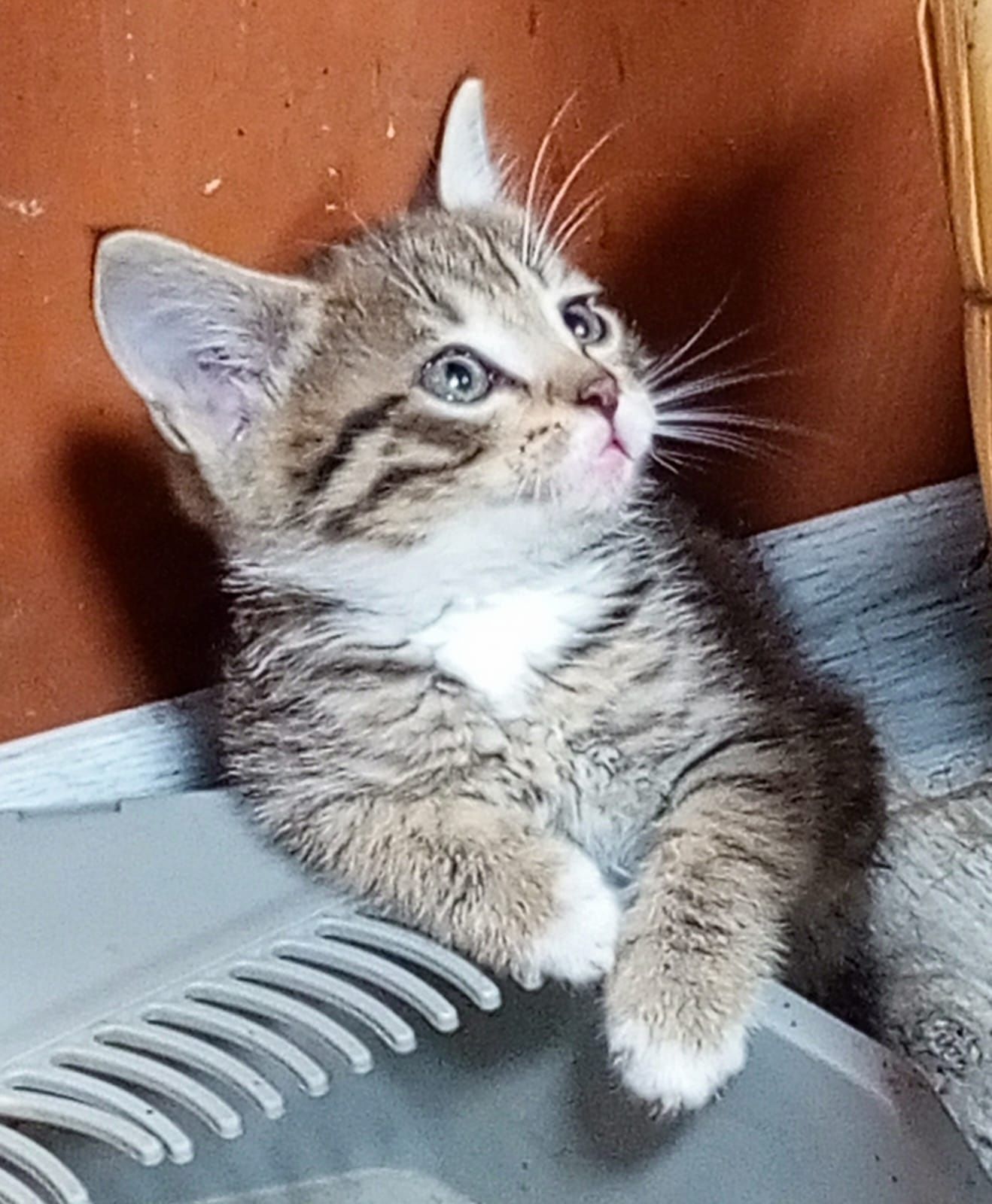 Отдам котят бесплатно