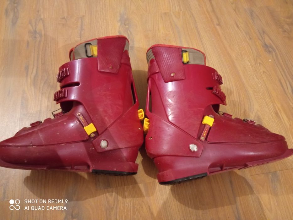 Clapari salomon evolution