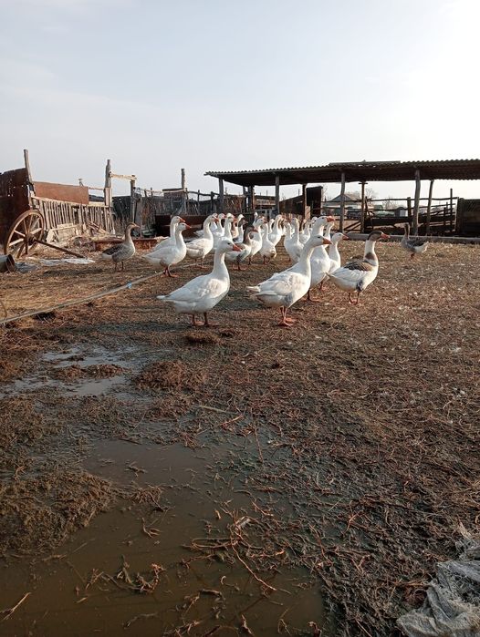 Продам гусей жирные