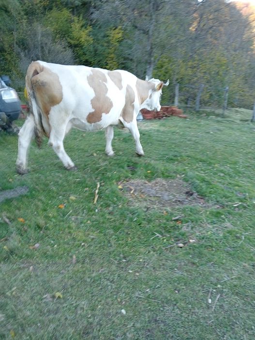 Vacă bălțată romănească