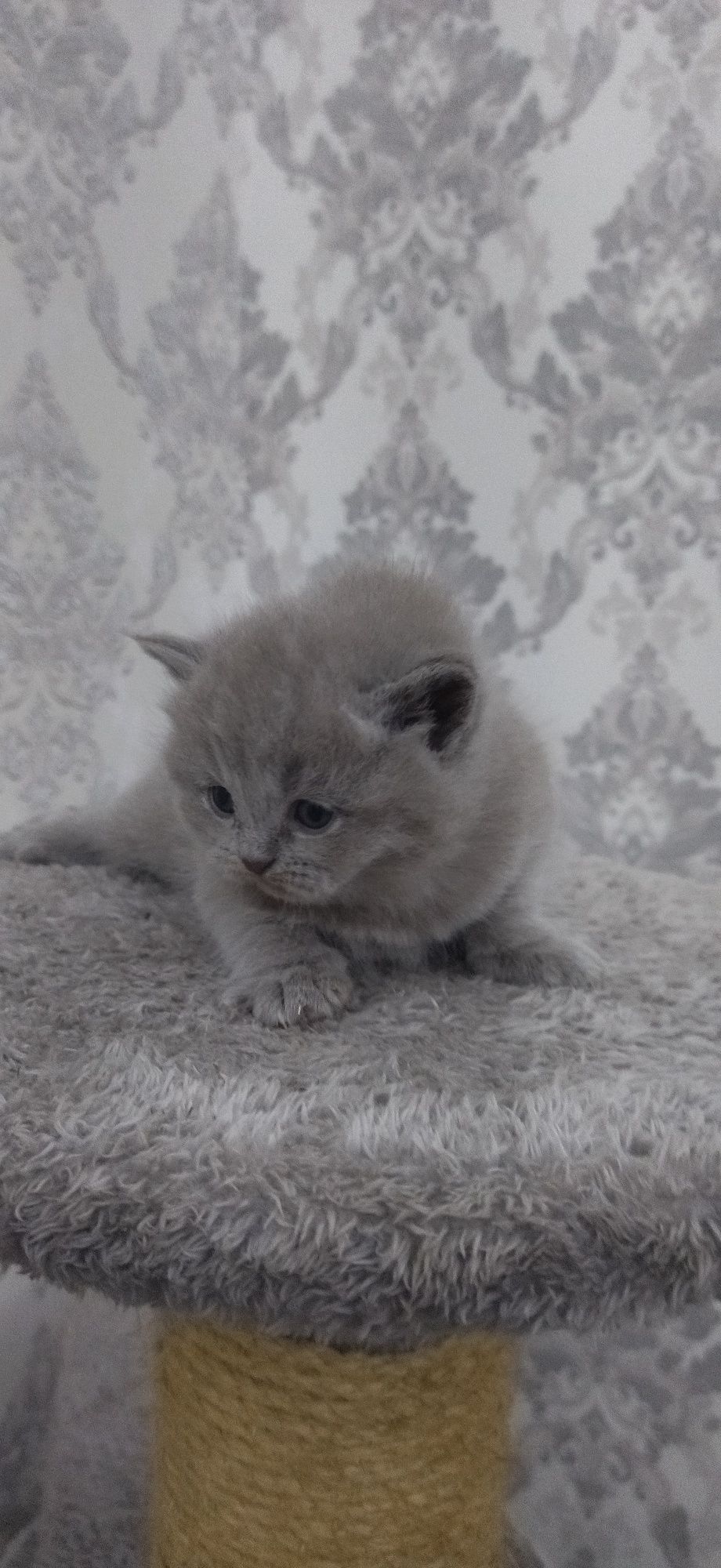 Mushuk zoti Scottish fold va straid