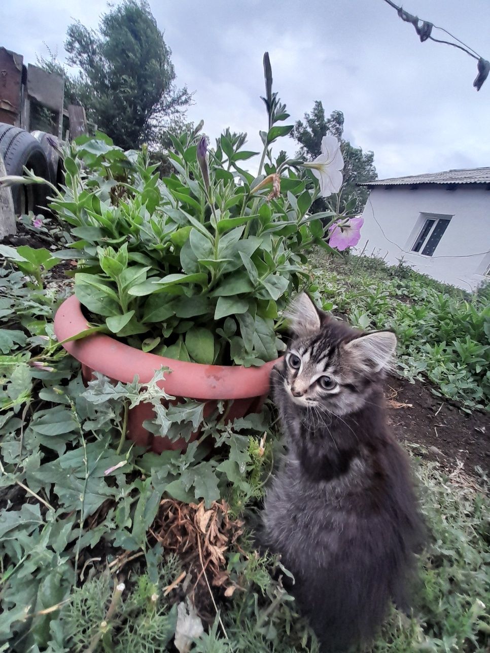 Котята игривые приучены к лотку