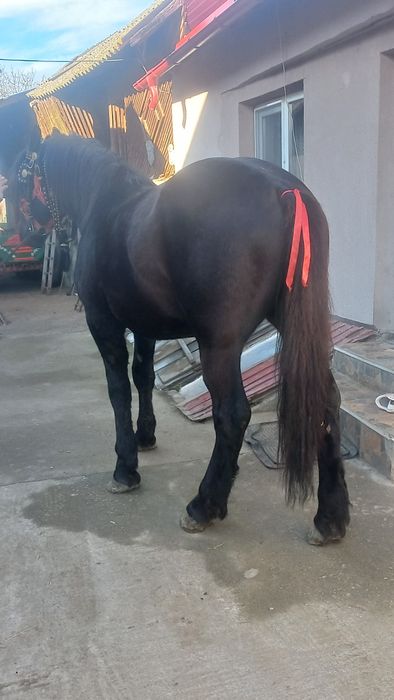 Cârlan semigreu negru