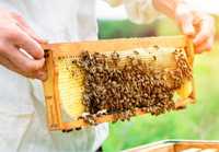 Продам пчёл для получения мёда.