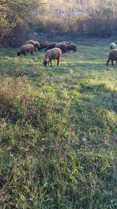 Oi carabase de vanzare