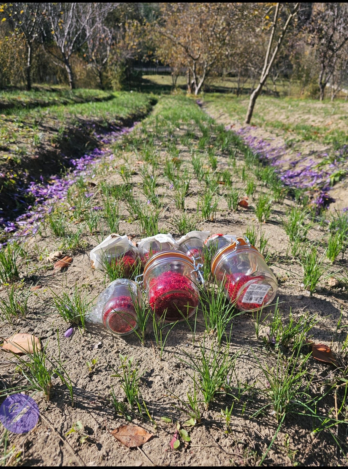 Sofran uscat / bulbi crocus-sativus