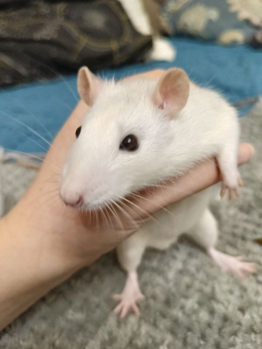 Бесплатно крысы мальчики, трое