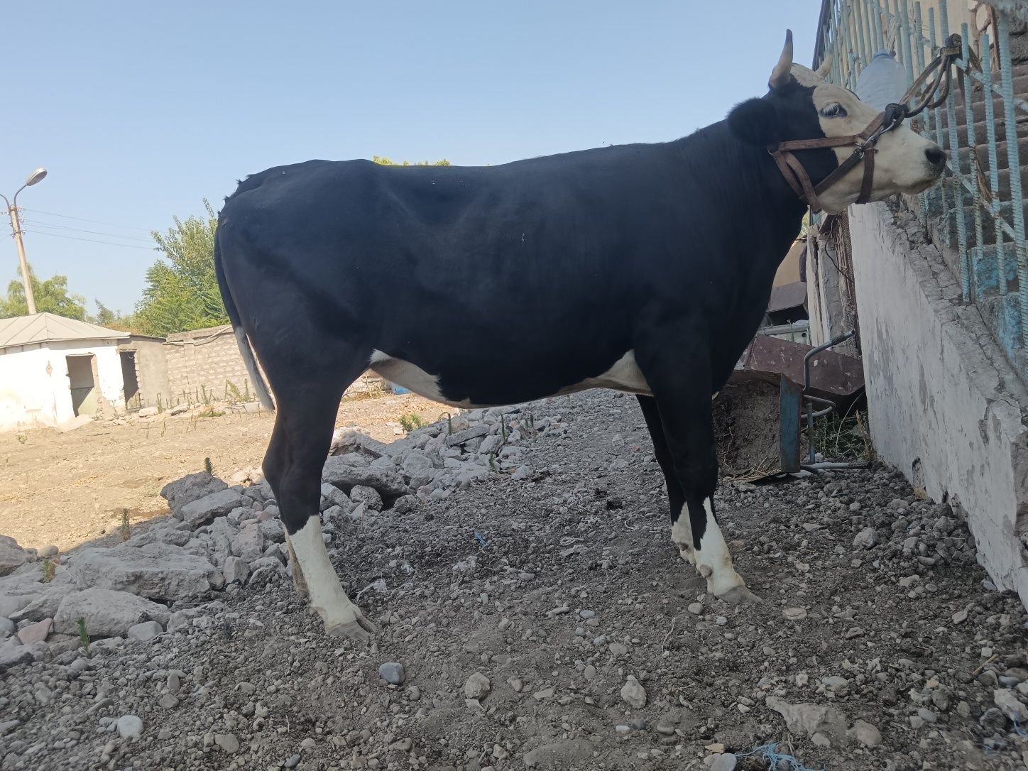 Bogoz brinchisi ga   5  oylik