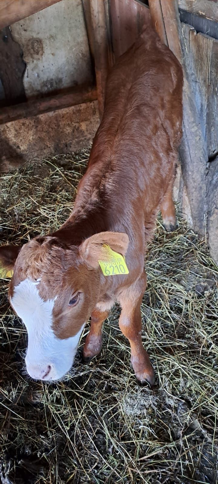 Vand vaca tanara cu vitel