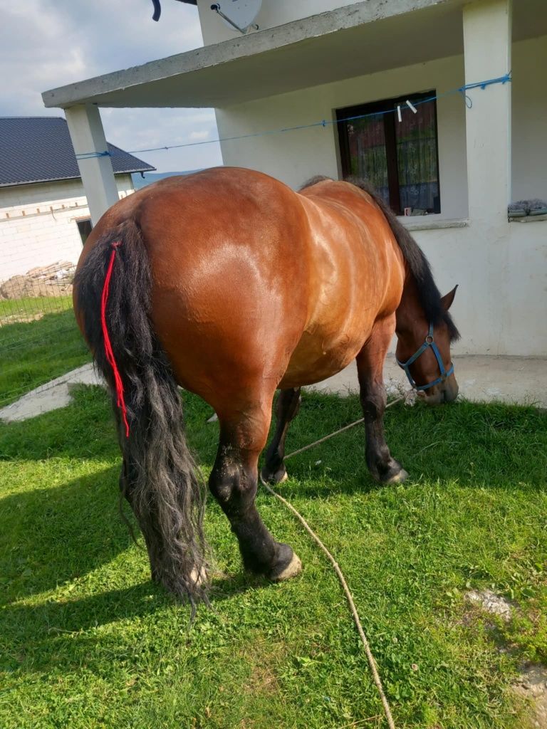 Vând iapă de 5 ani