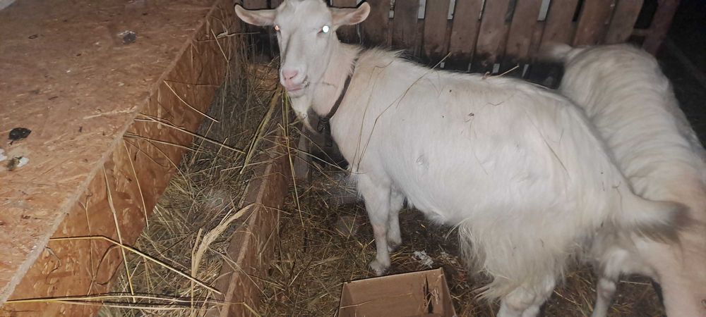 Capre de carne foarte bune