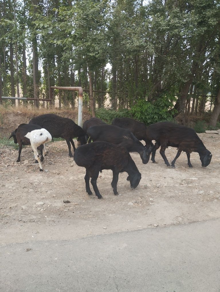 Кучкорлар сотилади