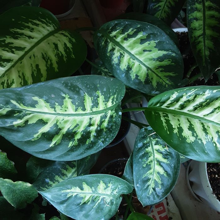 Продам Диффенбахия Амоэна