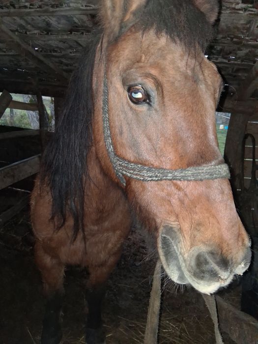 Vand   iapa    cuminte