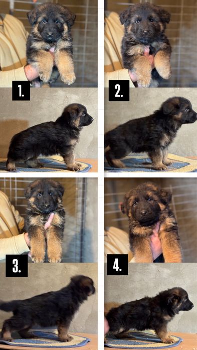 Pui Ciobanesc german