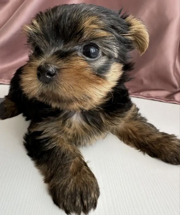 Очеровательные щеночки