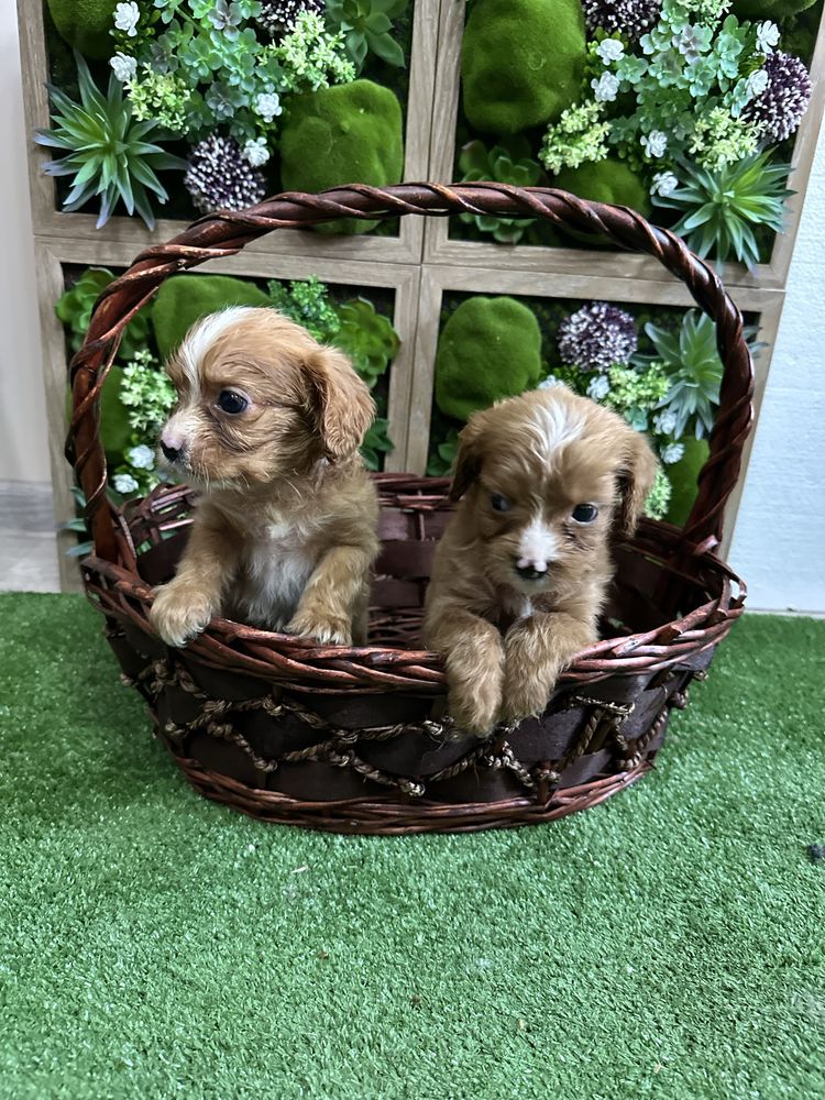 Кавапу/Cavapoo.
