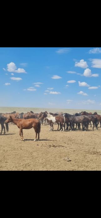 Продам лошадей - породистые