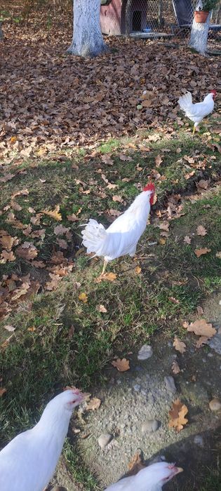 Vând cocosi Leghorn