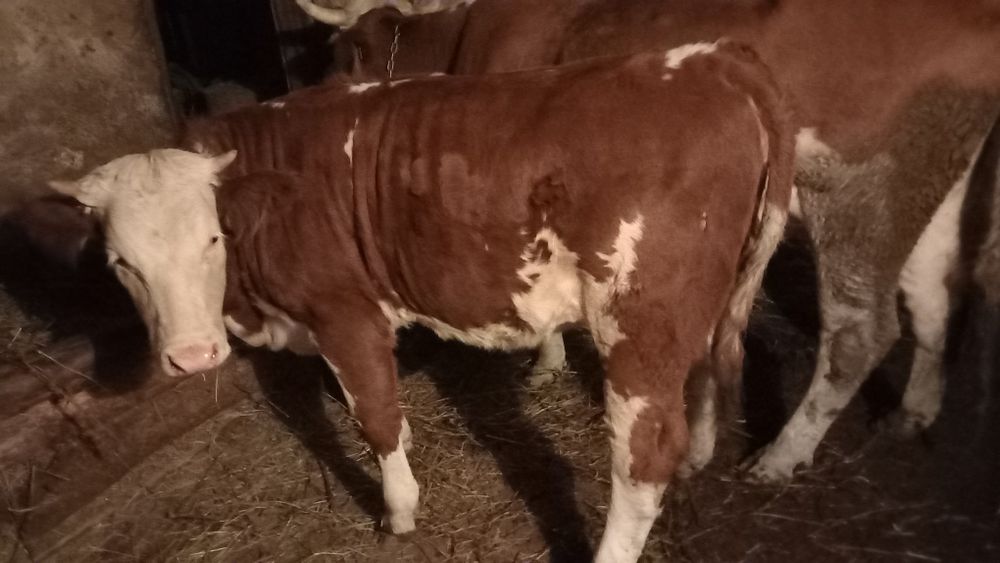 Se vinde un vițel de bivol de 3 luni și o vitea de vaca de 10 luni