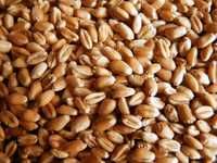 Пшеница зерно мешок 4000
