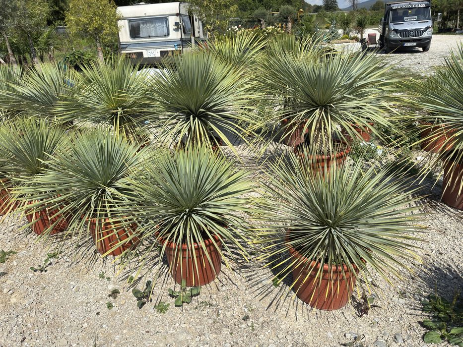 Vand si amenajez curti cu plante si gazon