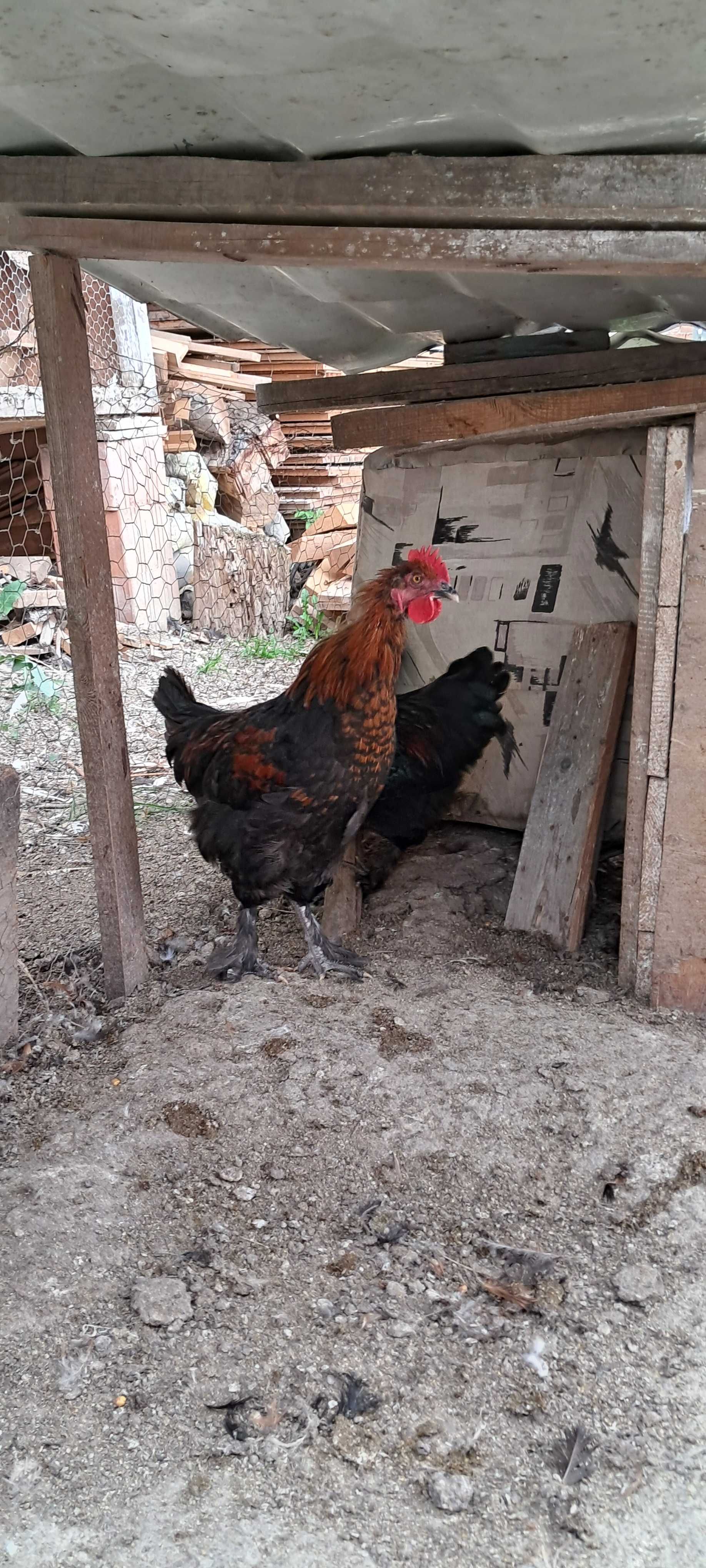 Cocosi Marans Negru Arămiu de anul acesta de vanzare .