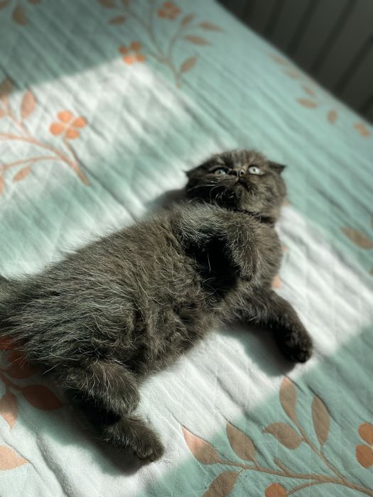 Продаются котенки скотиш фолд мальчик и страйт девочка, 800.000