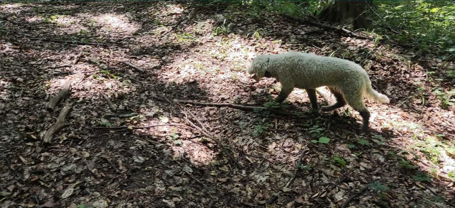 Lagotto Romagnolo Trufe/schimb auto