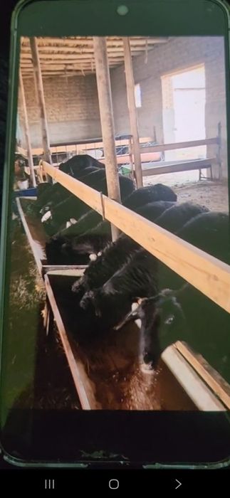 Assalomu aleykum 
Kimlarga qanaqa zarurAssalamu aleyykum atlar uc