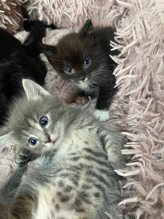 Отдам котёнка в добрые руки