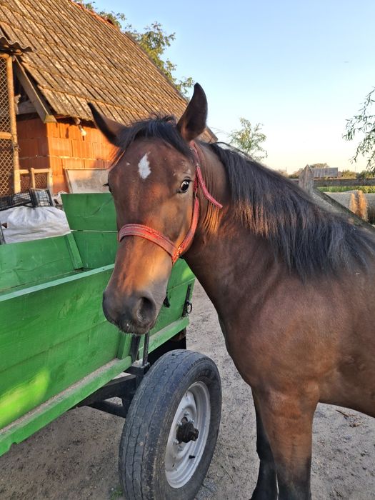 De vânzare mânza 1,5 de ani