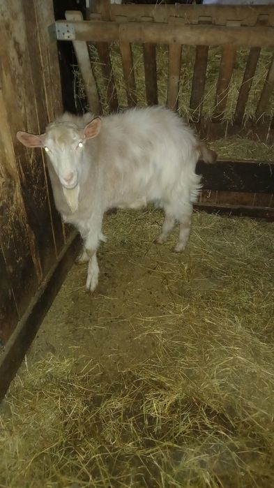 Vand țap din primăvară