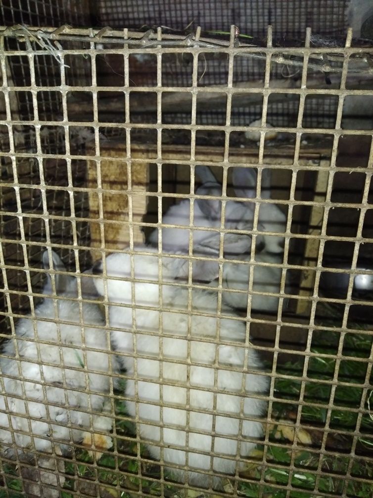 Продам крольчат от 1 до 3 месяцев
