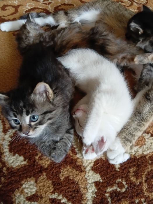 Котята в добрые руки!